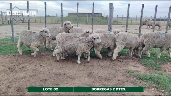 Lote BORREGAS 2 DTES.