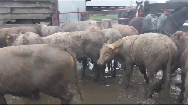 Lote 38 Ternero en Vilcún, IX Región Araucanía