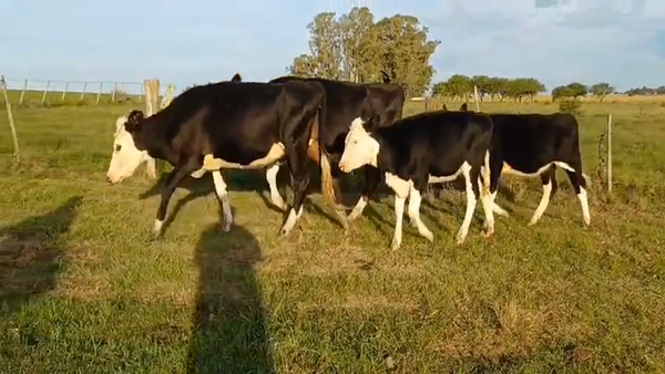 Lote 4 Piezas de cría en OMBUES DE LAVALLE