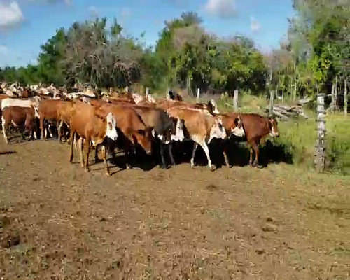 Lote 90 Novillitos en Empedrado, Corrientes