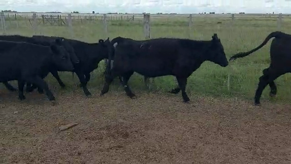 Lote 90 Vaquillonas en Tapalqué, Buenos Aires