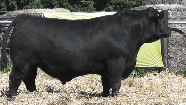 Lote TOROS A. ANGUS PURO PEDIGREE