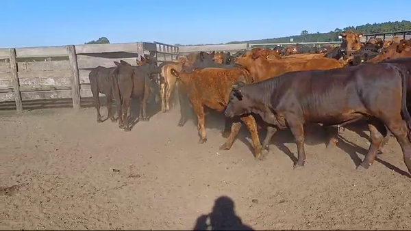 Lote 70 Terneras en Villaguay, Entre Ríos