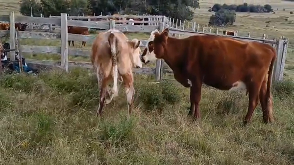 Lote (Vendido)2 Vacas de Invernada 350kg -  en Costas del Rosario