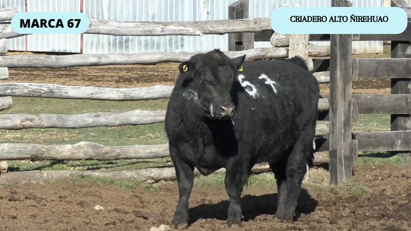 Lote 1 Toro en Coyhaique, XI Región Aysén