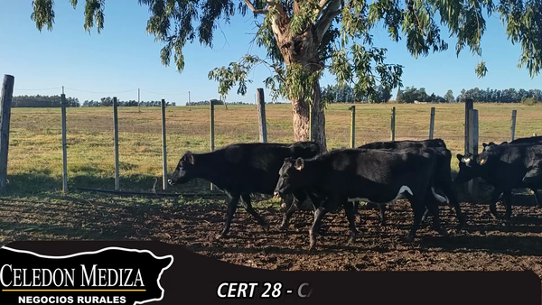 Lote 27 Vaquillonas 1 a 2 años en Canelones, Canelones