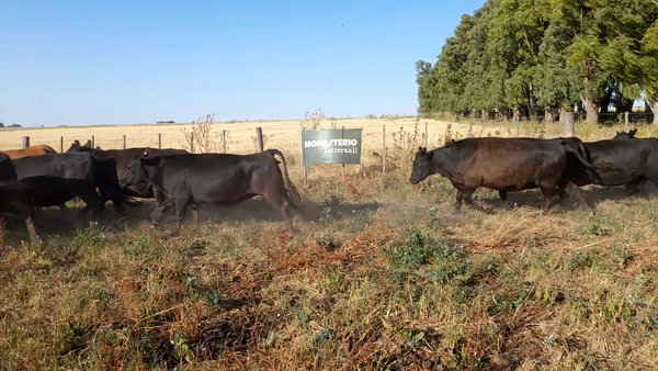  20 Vaquillonas Preñadas en Laprida