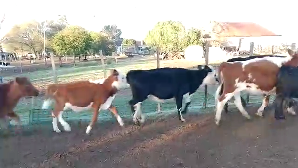 Lote 8 Terneros Hereford