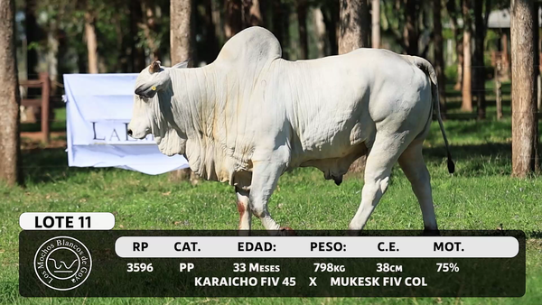 Lote LOTE 11