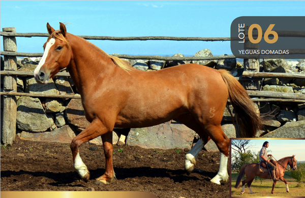 Lote Aquerenciada Libertina