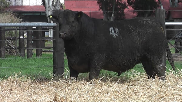 Lote TOROS ANGUS PUROS CONTROLADOS