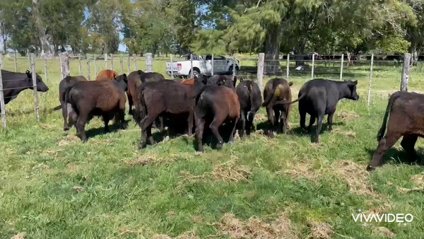 Lote 16 Terneros/as en Gral. Paz, Buenos Aires