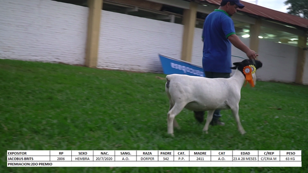 Lote Dorper Expo Internacional 2022 - Lote 31