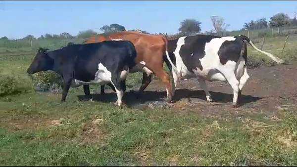 Lote VIENTRES HOLANDO PREÑADOS