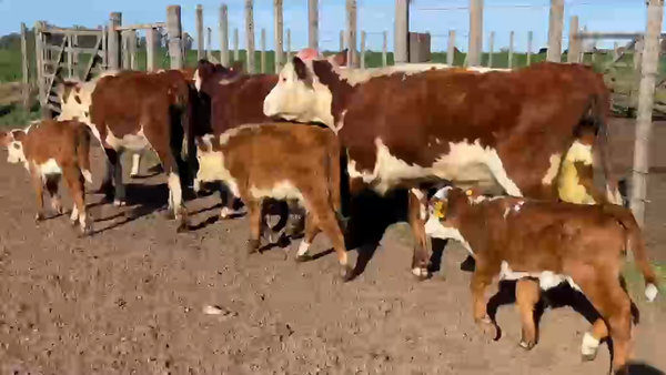 Lote 10 Piezas de cría 330kg - , San José