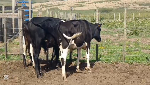 Lote TERNEROS HOLANDO