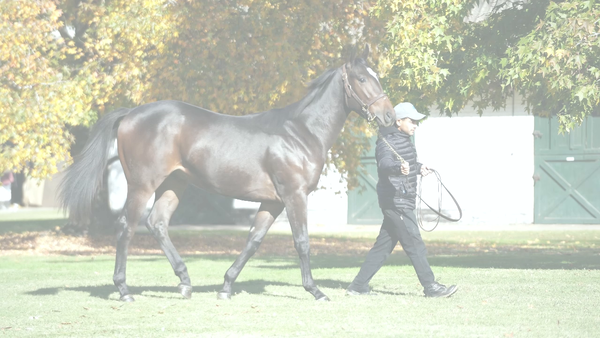 Lote FULL STOP (FULL MAST  -  SALLUSTIANA)