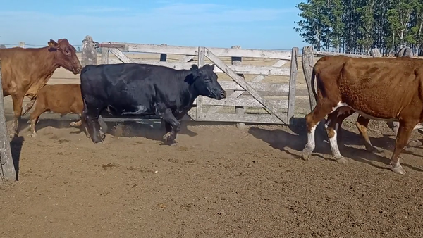 Lote 108 Vacas CUT con cría en Entre Ríos, Chajarí