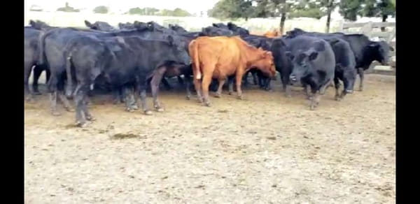 Lote 26 Vacas de invernar en Villaguay, Entre Ríos
