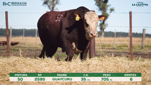 Lote Toros Braford controlados