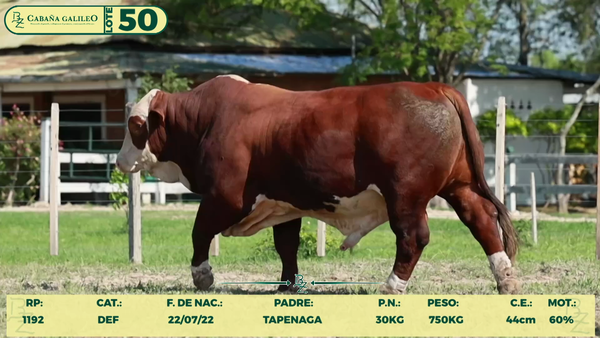 Lote LOTE 50