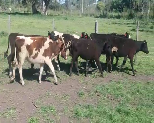 Lote (Vendido)8 Terneras CRUZAS 170kg -  en COSTAS DEL ROSARIO
