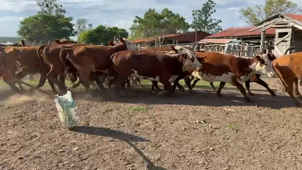 Lote 20 Vacas usadas preñadas en Corrientes, Mercedes