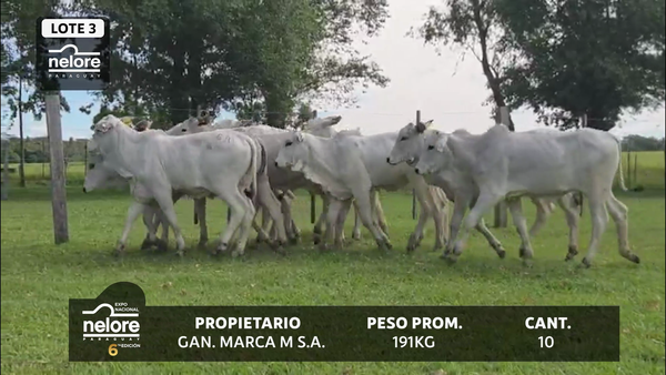 Lote LOTE 3