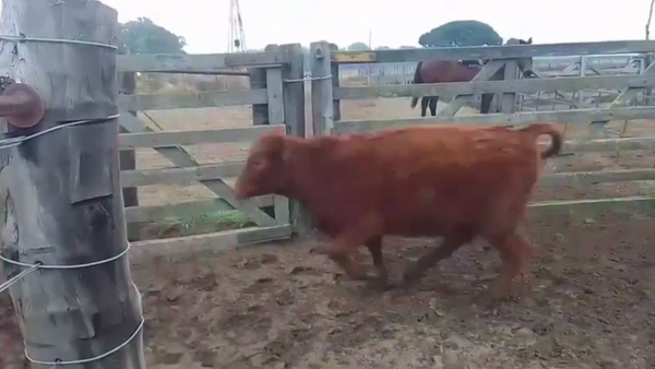 Lote 80 VAQUILLONAS, GUAMINI, BS. AS.