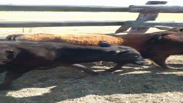 Lote 8 Terneras Angus Negro en Pueblo Marini, Santa Fe