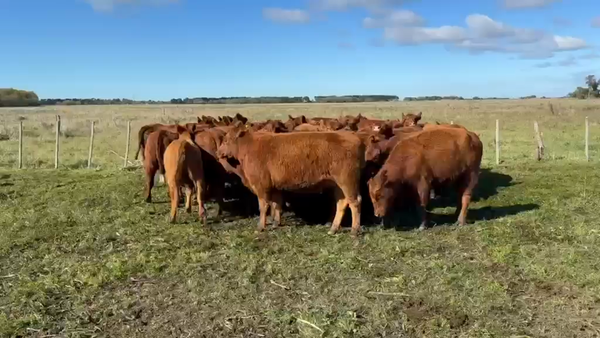 Lote 40 Vaquillonas