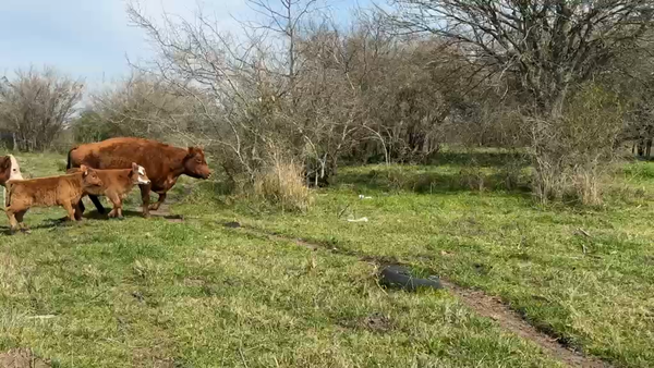 Lote 50 Vacas usadas paridas