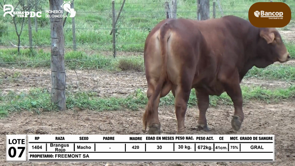 Lote Lote 7