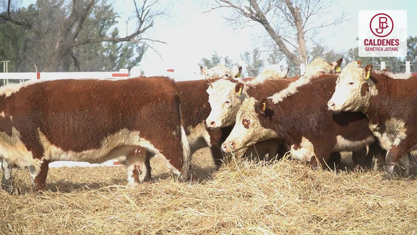 Lote 10 Vaquillonas preñadas