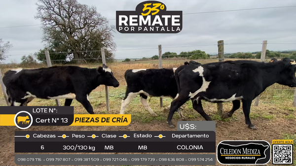 Lote 6 Piezas de cría en Otra Localidad, Colonia