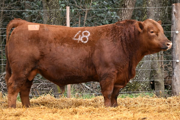 44767 — TOROS ANGUS PC