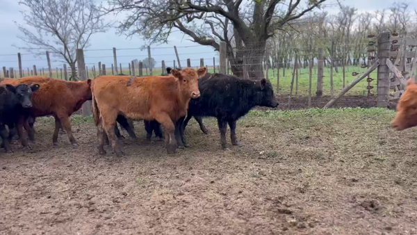Lote 55 Terneras