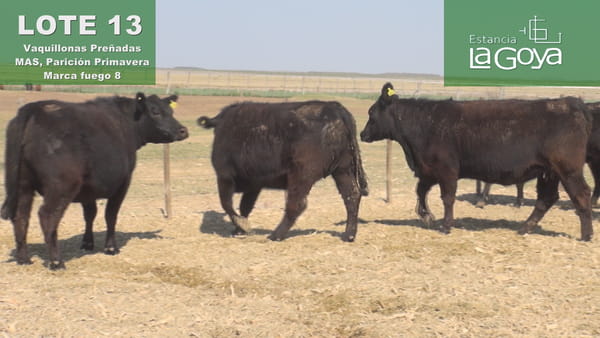 Lote VAQUILLONAS PREÑADAS MAS PARICIÓN PRIMAVERA