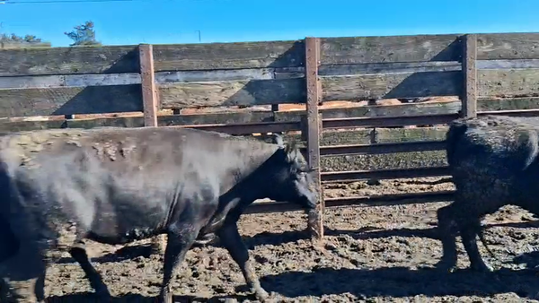 Lote 40 Vaquilla Gorda en Los Ángeles, VIII Región Biobío