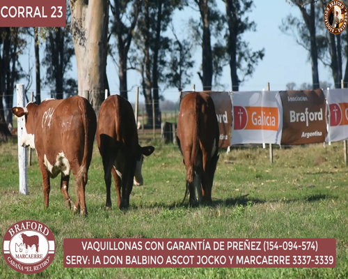 Lote Vaquillona Braford Cabaña El Retiro