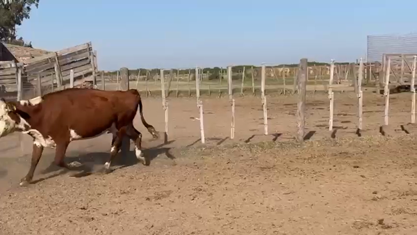 Lote 40 Vacas de invernar