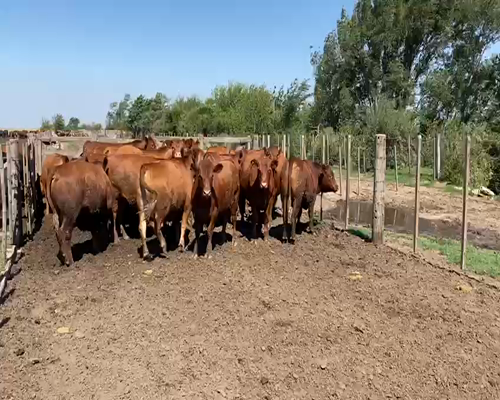 Lote (Vendido)30 Novillos, Córdoba