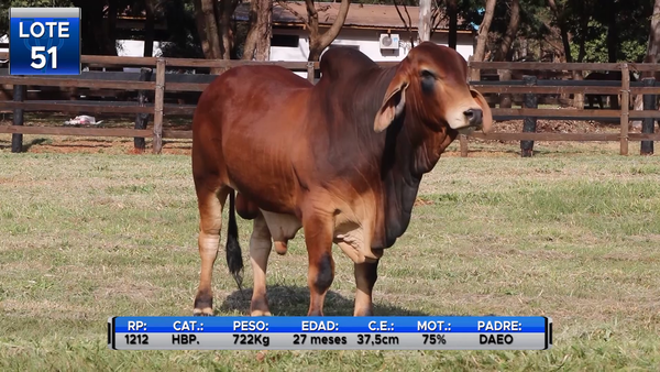 Lote TOROS BRAHMAN  -LOTE 51