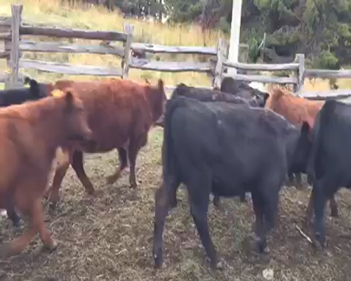 Lote 30 Ternera en Coyhaique, XI Región Aysén