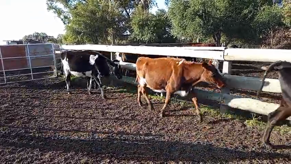 Lote 5 Vaquillonas  Yersey y Kiwi 450kg - , Paysandú