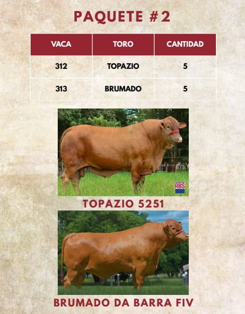 Lote LOTE 38