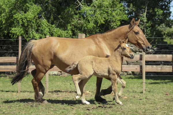 Lote NOCHERA DEL QUEGUAY