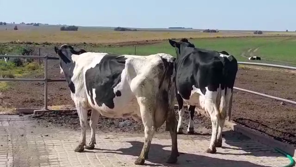 Lote (Vendido)2 Industria 570kg -  en TRINIDAD