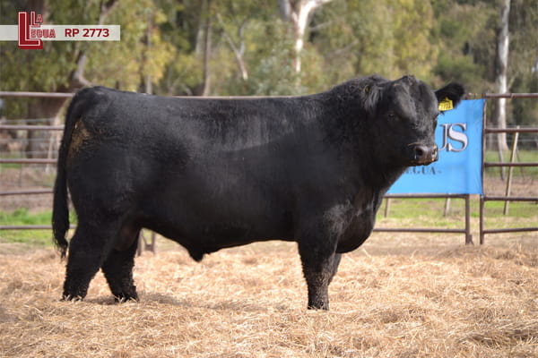 Lote TOROS ANGUS  PP