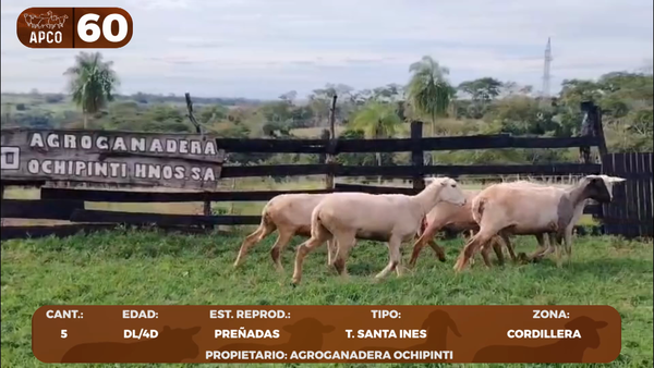 Lote LOTE 60 -POR PANTALLA